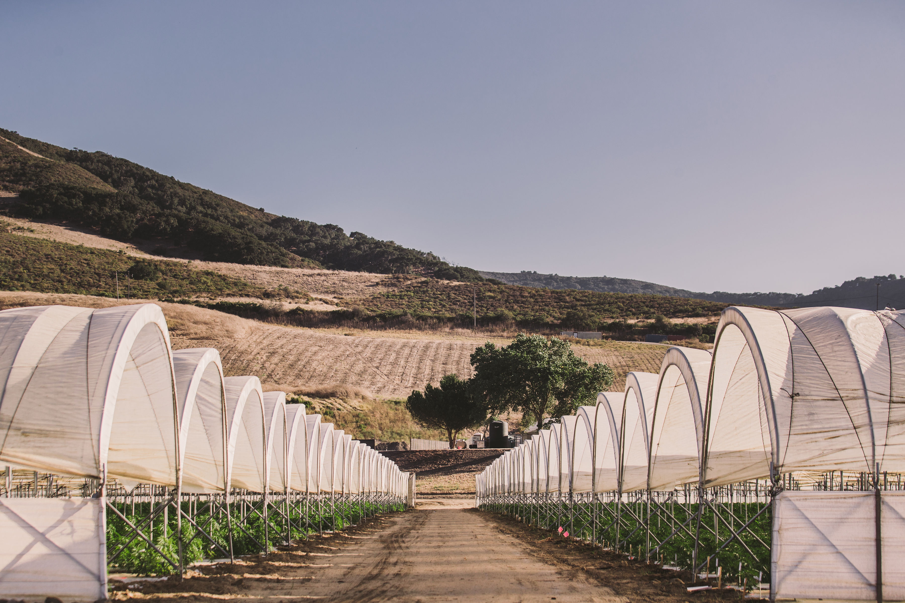 Raw Garden Cultivation